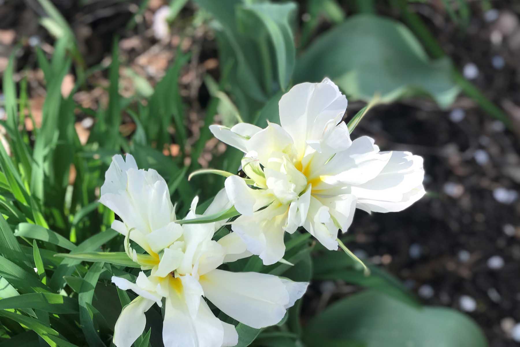 Best Flowers To Grow In Indiana | Best Flower Site
